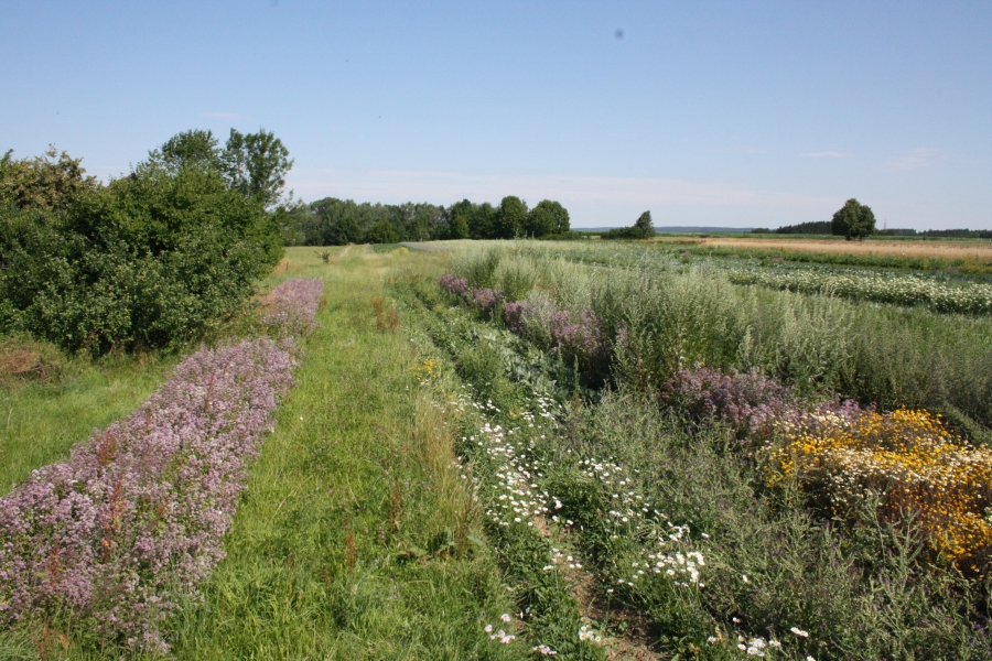 Bild Feld